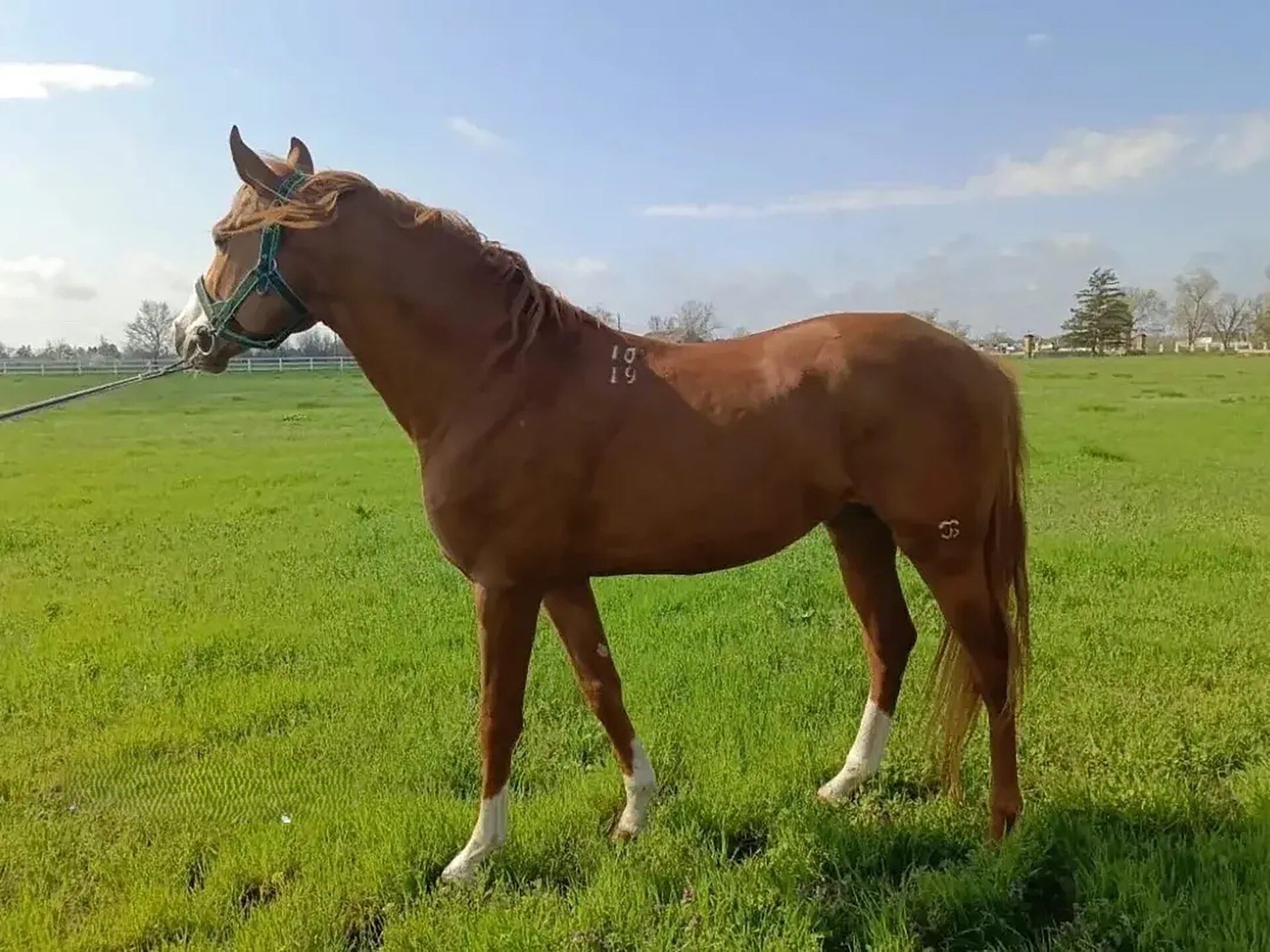 Фото: Алатырь 10-19